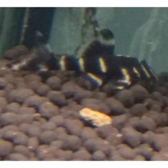 Sugemalle L204 Panaqolus albivermis 